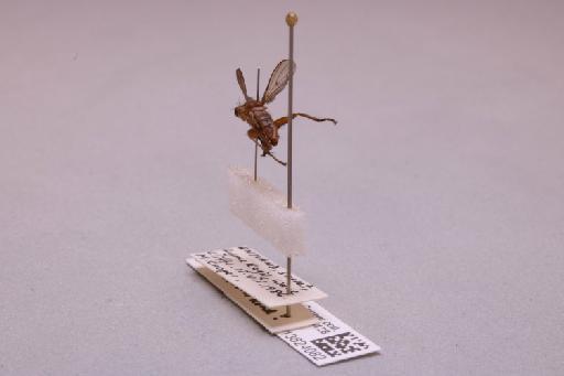 Tetanocera punctifrons Rondani, 1868 - 013624082_additional_2