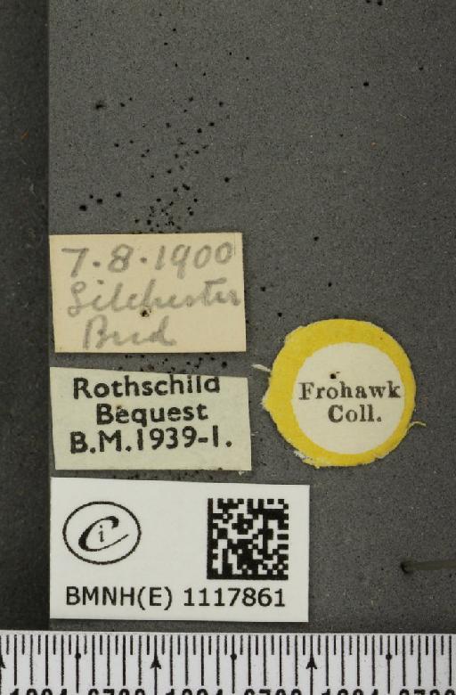 Leptidea sinapis sinapis Linnaeus, 1758 - BMNHE_1117861_label_73033