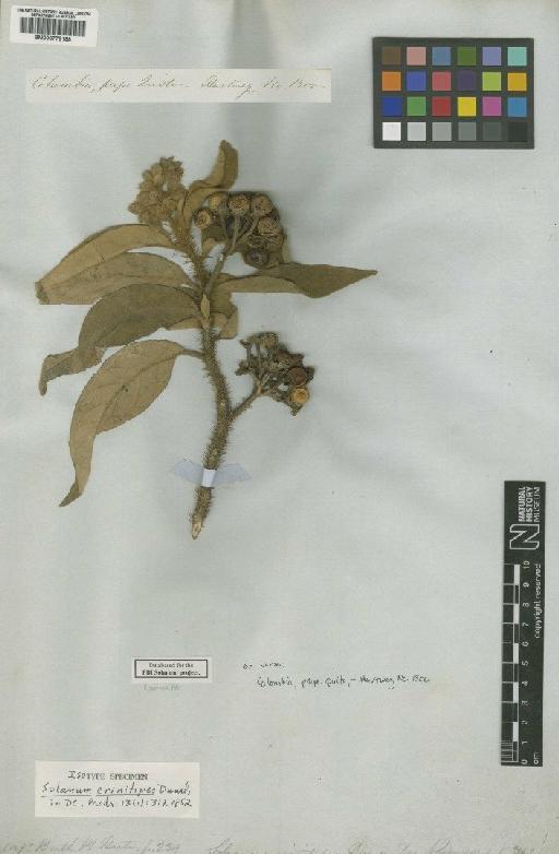 Solanum crinitipes Dunal - BM000778188