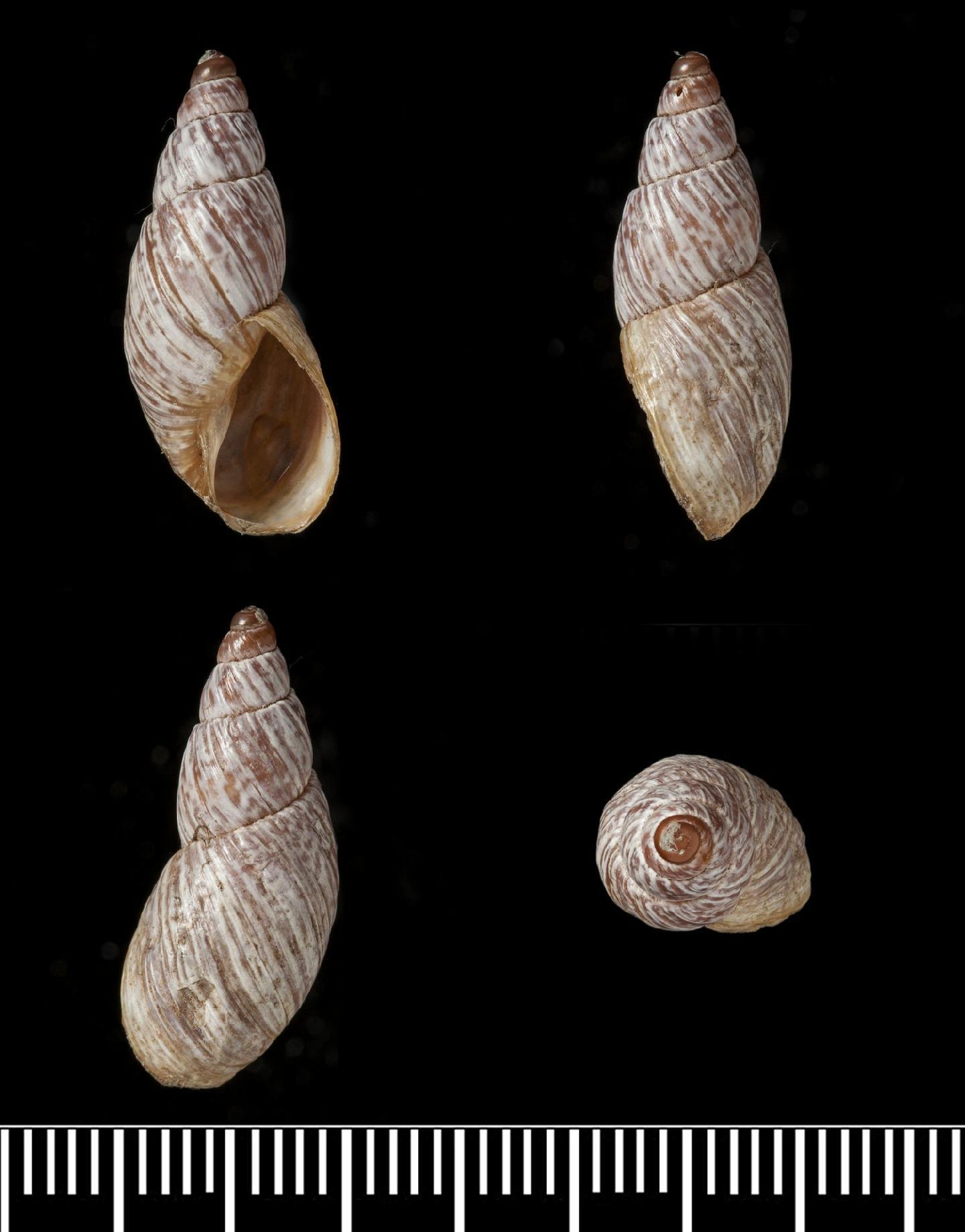 To NHMUK collection (Bulimulus (Scutalus) quechuarum Crawford, 1939; HOLOTYPE & PARATYPE(S); NHMUK:ecatalogue:2445342)