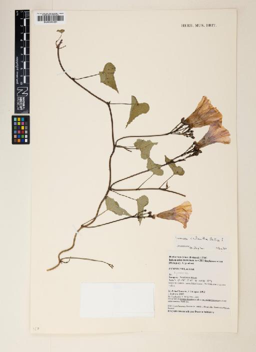 Ipomoea chiliantha Hallier f. - 000995661