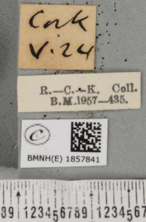 Pseudopanthera macularia (Linnaeus, 1758) - BMNHE_1857841_label_429623