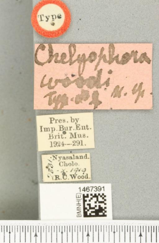 Bistrispinaria woodi (Bezzi, 1924) - BMNHE_1467391_label_27777