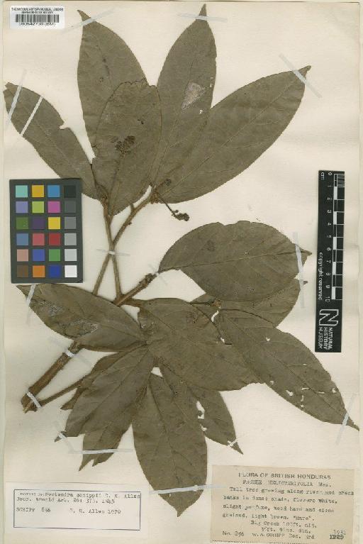 Nectandra belizensis (Lundell) C.K.Allen - BM000542730