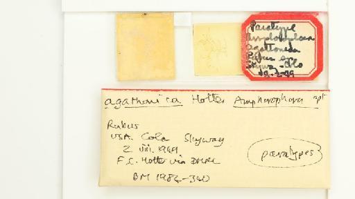 Amphorophora agathonica Hottes, 1950 - 014839313_additional