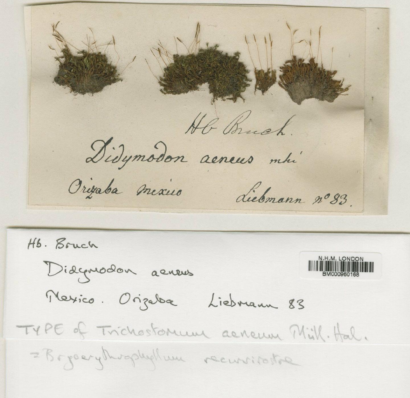 To NHMUK collection (Bryoerythrophyllum recurvirostrum (Hedw.) Chen; Type; NHMUK:ecatalogue:602396)