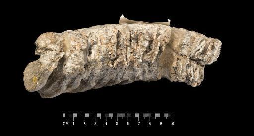 Palaeoloxodon antiquus (Falconer, 1857) - OR45870_3 Palaeoloxodon antiquus NHM Left lower molar fragment