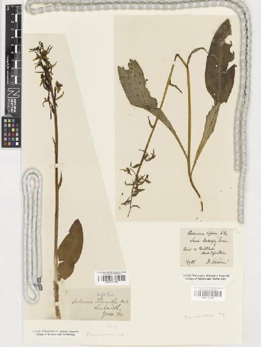 Platanthera Rich. - BM001110089