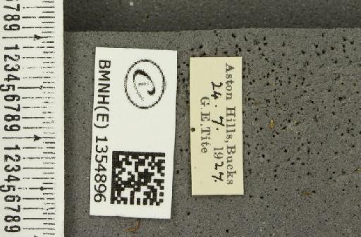 Thymelicus sylvestris (Poda, 1761) - BMNHE_1354896_label_159537