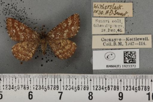 Ematurga atomaria (Linnaeus, 1758) - BMNHE_1923372_487955