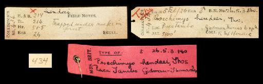 Proechimys hendeei - labels of type of Proechimys hendeei