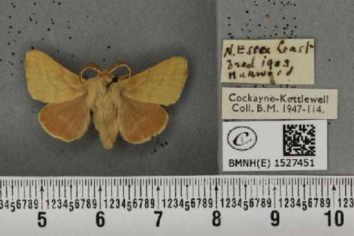 Malacosoma castrensis ab. pallida Tutt, 1900 - BMNHE_1527451_199084