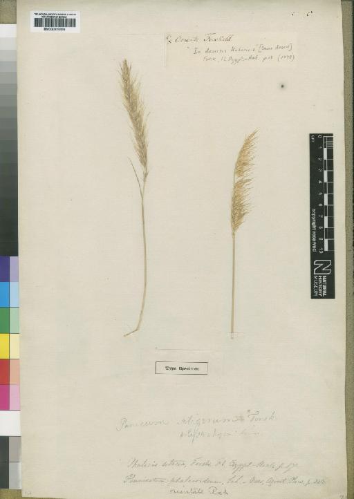 Pennisetum setaceum subsp. setaceum (Forssk.) Chiov. - BM000923336