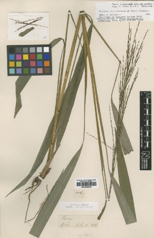 Pharus lappulaceus subsp. pubescens (Spreng.) Judz. - BM000884924