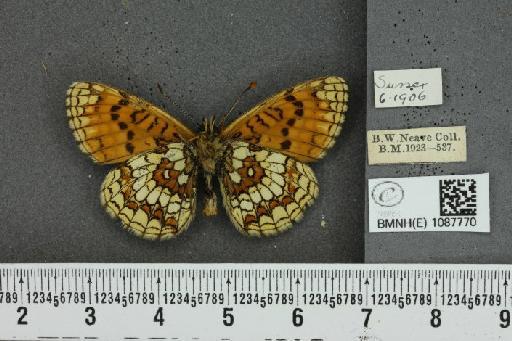 Melitaea athalia (Rottemburg, 1775) - BMNHE_1087770_58201