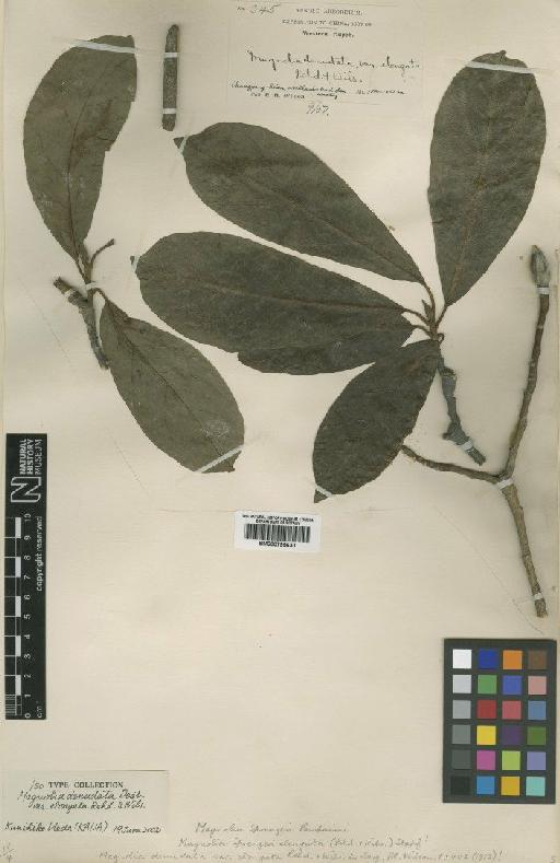 Magnolia sprengeri Pamp. - BM000795630