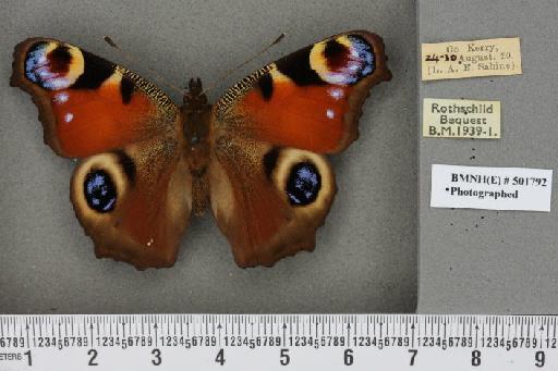 Aglais io (Linnaeus, 1758) - BMNHE_501792_21289