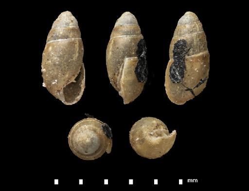 Helix (Cochlicopa) ovuliformis Lowe, 1831 - 1948.7.8.55-56, SYNTYPE, Helix (Cochlicopa) ovuliformis Lowe, 1831