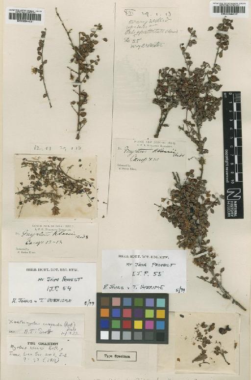 Xanthomyrtus compacta (Ridl.) Diels - BM000944031