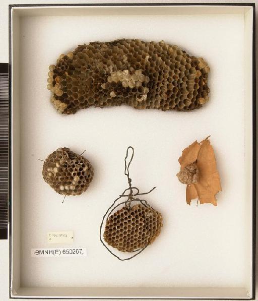 Polistes Latreille, 1802 - Hymenoptera Nest BMNH(E) 650267