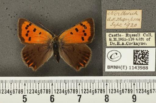 Lycaena phlaeas eleus ab. radiata Tutt, 1896 - BMNHE_1143988_108991