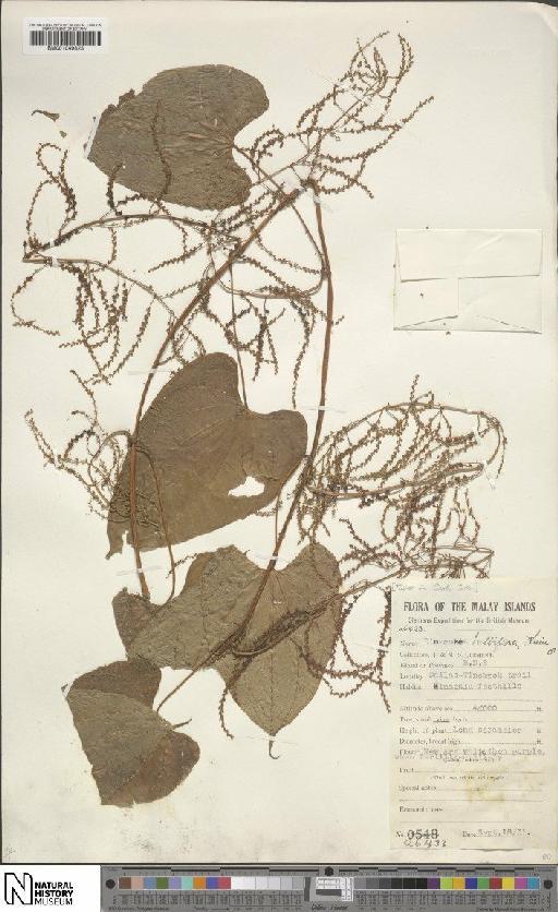 Dioscorea bulbifera L. - BM001049825
