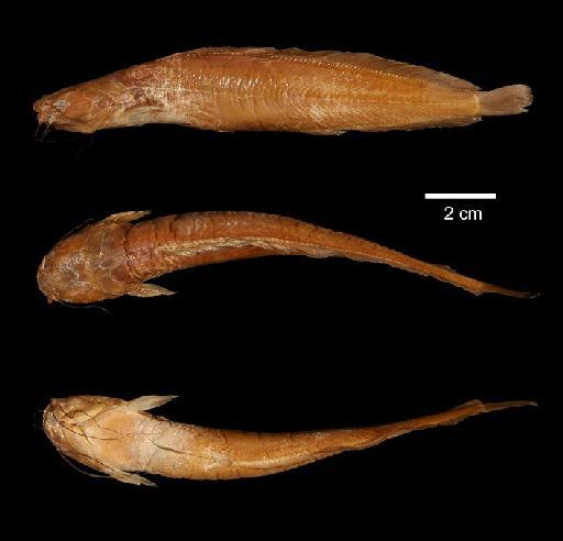 Clarias alluaudi Boulenger, 1906 - 1906.5.30.159; Clarias alluaudi; type; ACSI Project image