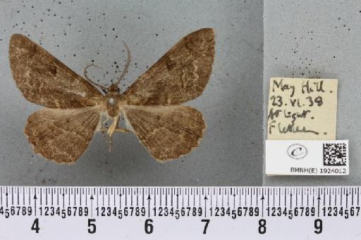 Alcis repandata repandata (Linnaeus, 1758) - BMNHE_1924012_492909