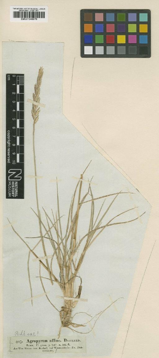 Elymus repens (L.) Gould - BM001043970