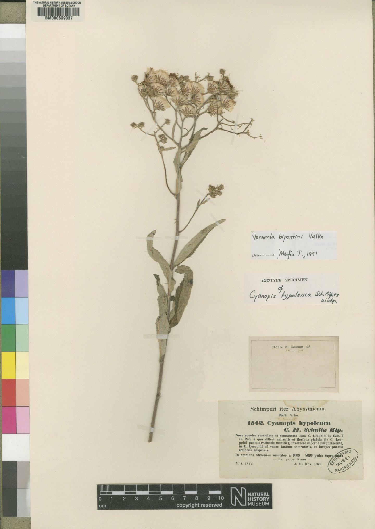 To NHMUK collection (Vernonia bipontini Vatke; Isotype; NHMUK:ecatalogue:4528571)