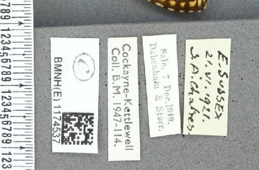 Boloria selene selene ab. consuta Cabeau, 1922 - BMNHE_1174537_label_29956