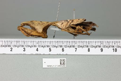 Deroplatys rhombica (de Haan, 1842) - 012496244___1