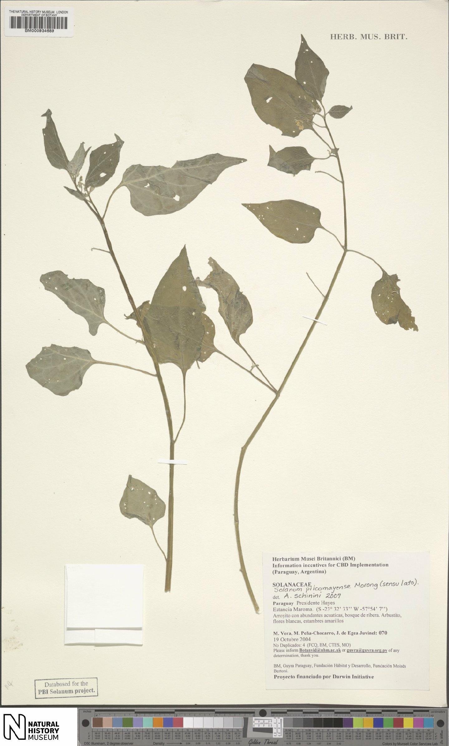 To NHMUK collection (Solanaceae Juss.; NHMUK:ecatalogue:4581276)