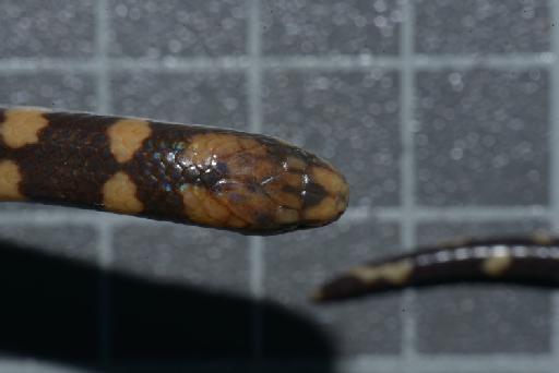 Atractus erythromelas Boulenger, 1903 - Image of specimen 1946.1.7.14