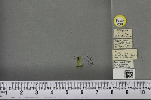 Melanagromyza chalcosoma Spencer, 1959 - BMNHE_1469843_45003