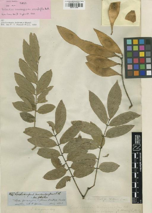 Lonchocarpus hedyosmus Miq. - BM001124548