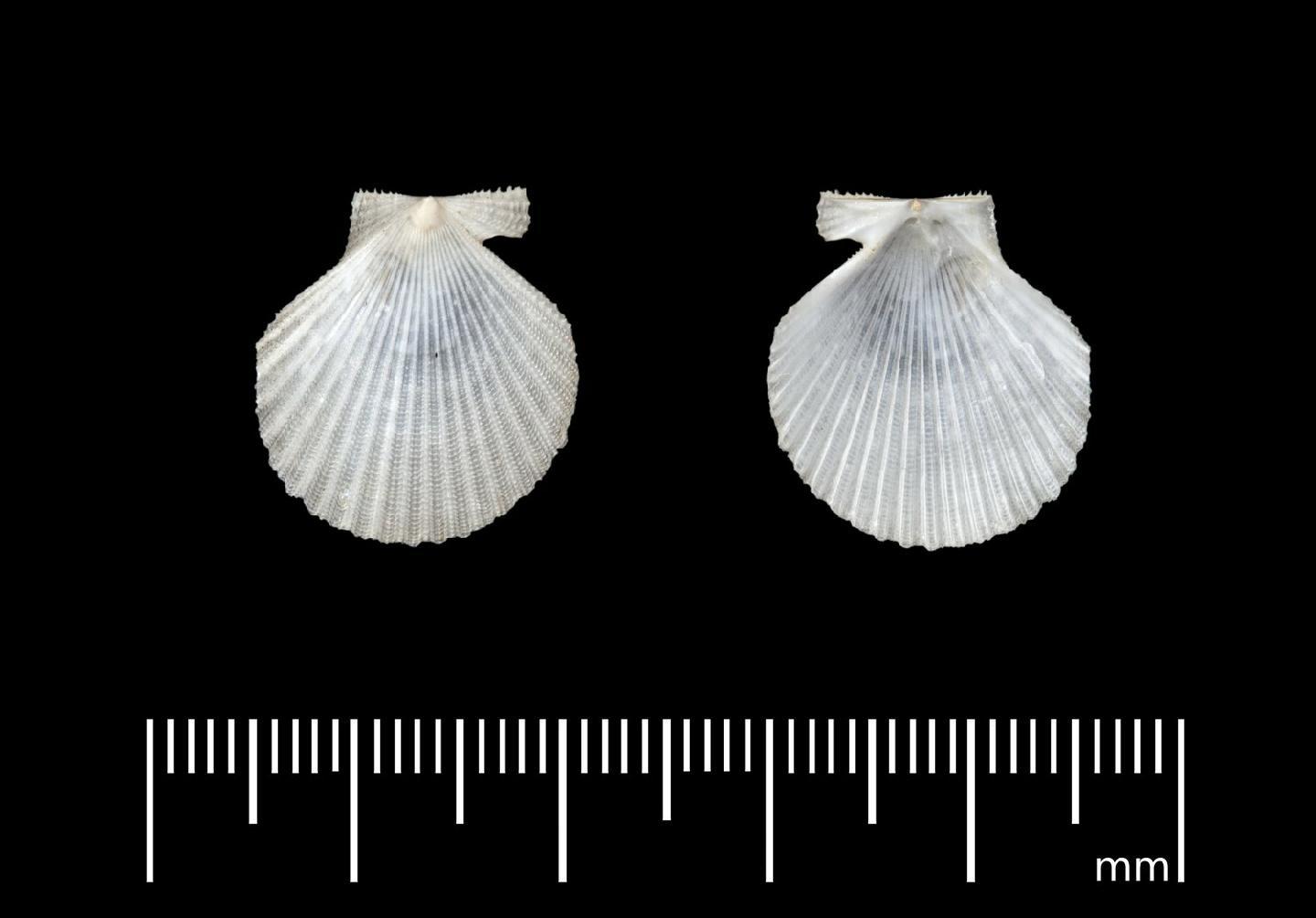 To NHMUK collection (Pecten cretatus Reeve, 1853; SYNTYPE(S); NHMUK:ecatalogue:7977728)