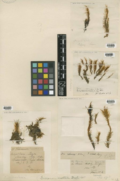 Dicranoloma australe (Besch.) Paris - BM000728739_a