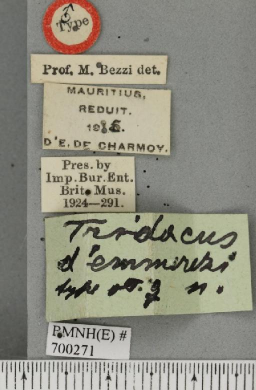 Dacus (Mictodacus) demmerezi (Bezzi, 1917) - BMNHE_700271_label_39145