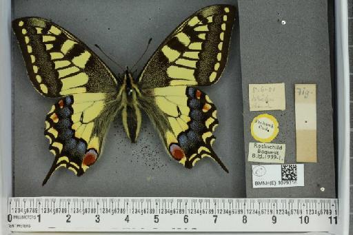 Papilio machaon britannicus ab. flammata Blachier, 1914 - BMNHE_1079316_64230