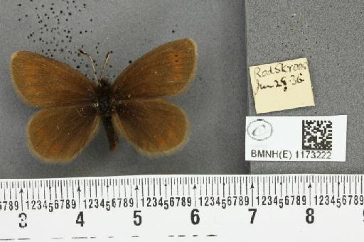 Erebia epiphron mnemon (Haworth, 1812) - BMNHE_1173222_29046