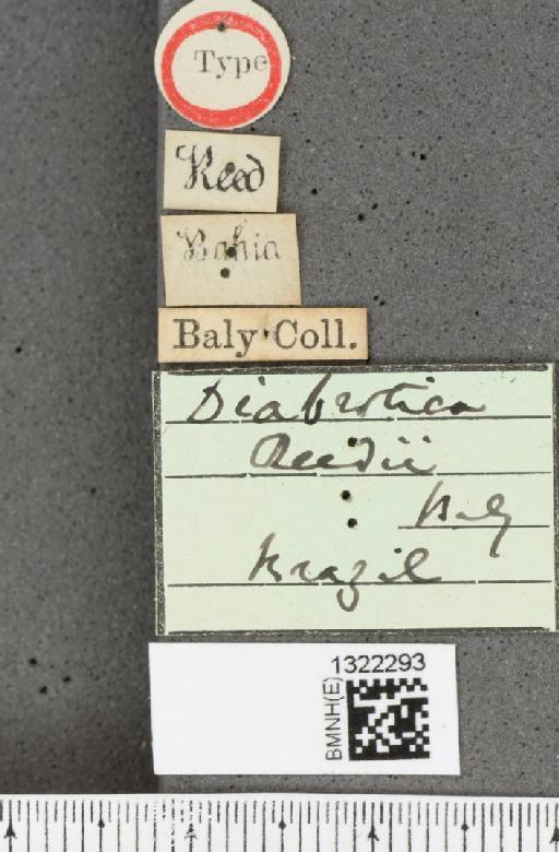 Diabrotica reedi Baly, 1890 - BMNHE_1322293_label_18624