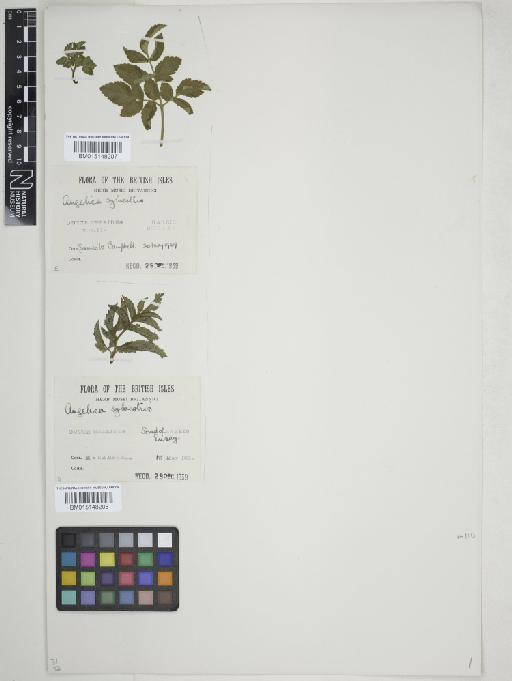 Angelica sylvestris L. - 015148208