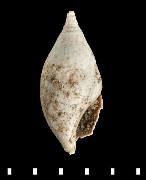Melanopsis proboscidea Deshayes, 1862 - G_7385