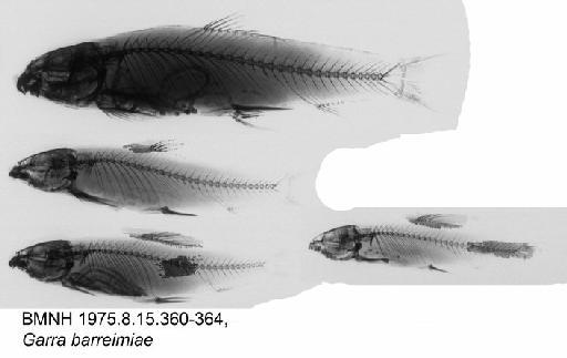 Garra barreimiae Fowler & Steinitz, 1956 - BMNH 1975.8.15.360-364, Garra barreimiae, Radiograph