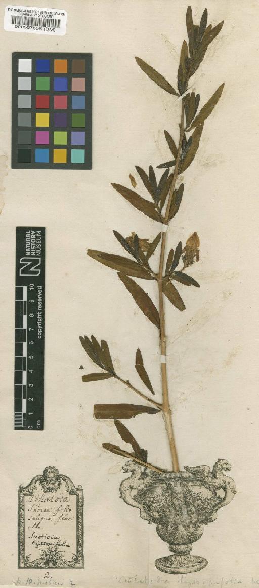 Justicia hyssopifolia L. - BM000557558