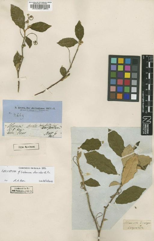 Solanum discolor R.Br. - BM000596891