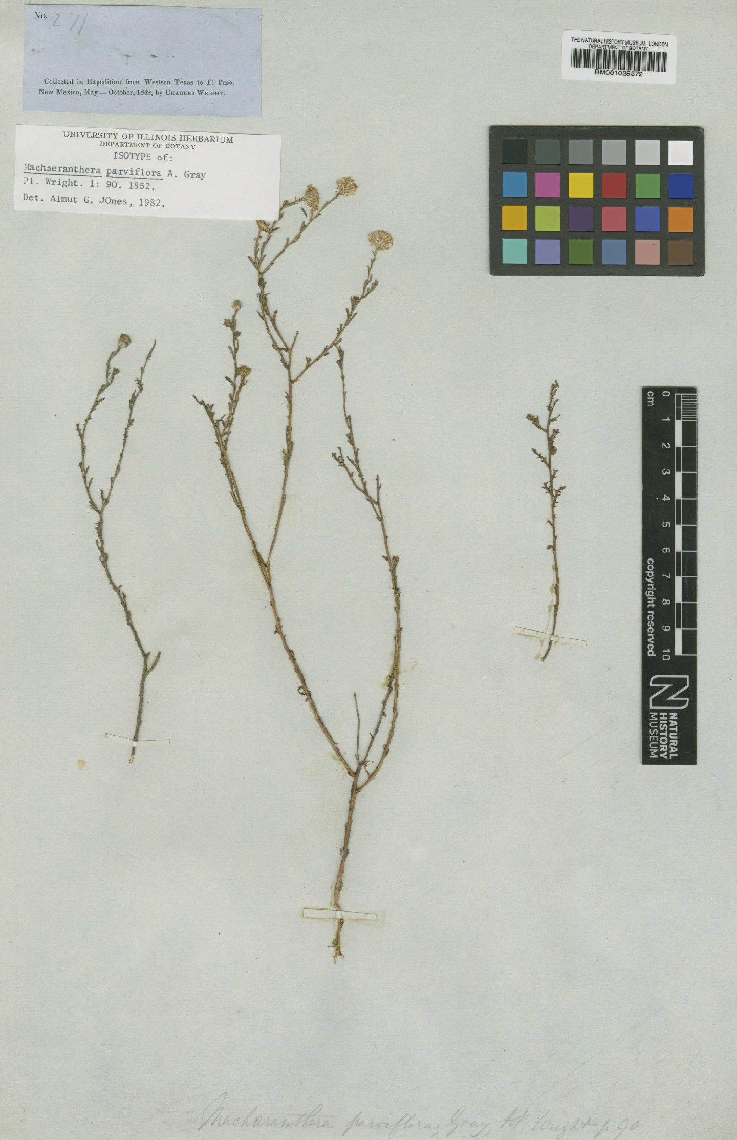 To NHMUK collection (Machaeranthera parviflora A.Gray; Isotype; NHMUK:ecatalogue:746395)