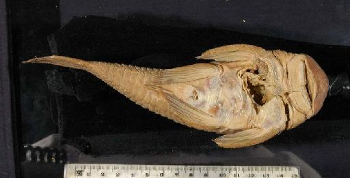 Chaetostomus brevis Regan, 1904 - 1898.11.4.33-6a; Chaetostomus brevis; ventral view; ACSI Project image