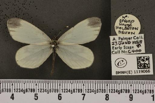 Leptidea sinapis sinapis Linnaeus, 1758 - BMNHE_1119066_74228